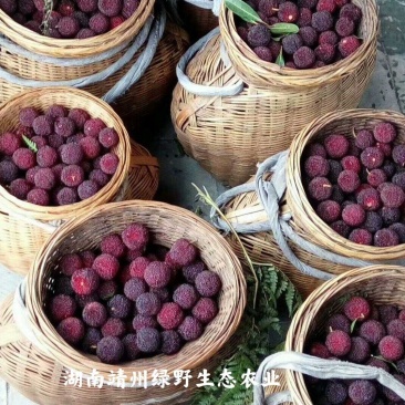 靖州杨梅新鲜杨梅一件代发批发零售工厂代办