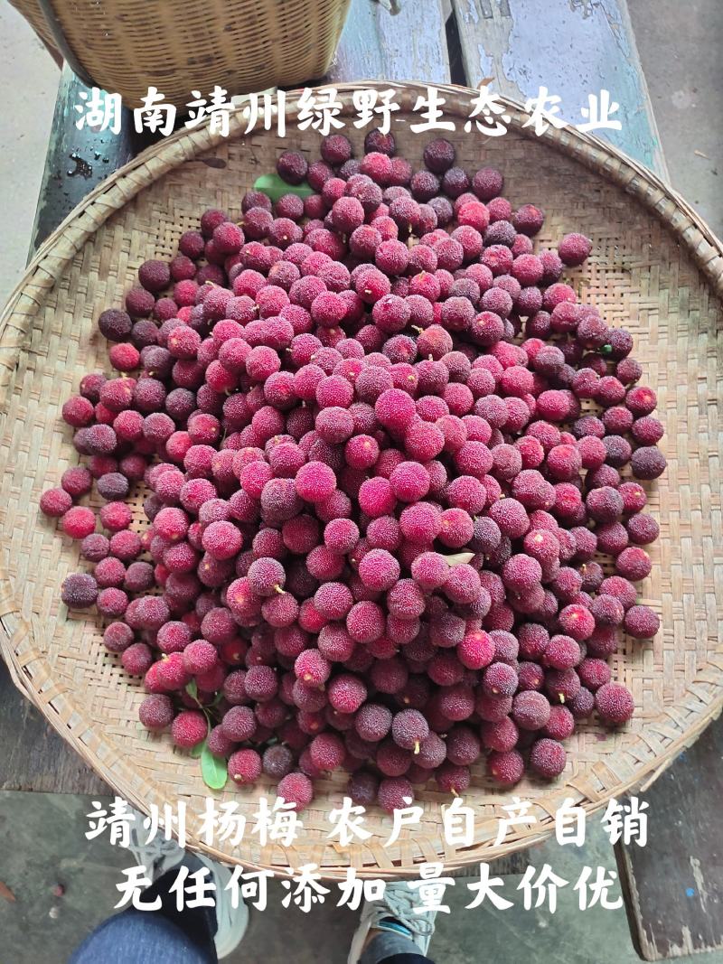 靖州杨梅新鲜杨梅一件代发批发零售工厂代办