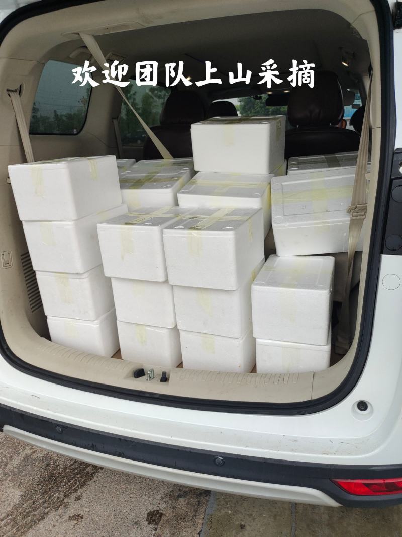 靖州杨梅新鲜杨梅一件代发批发零售工厂代办