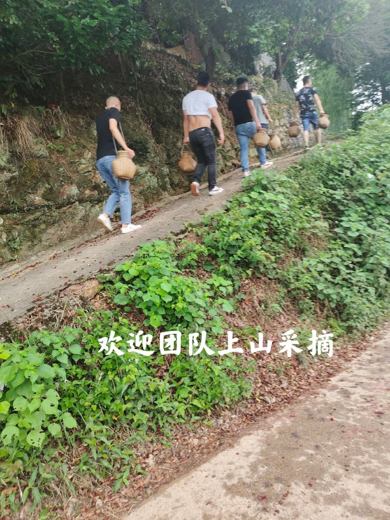 靖州杨梅新鲜杨梅一件代发批发零售工厂代办