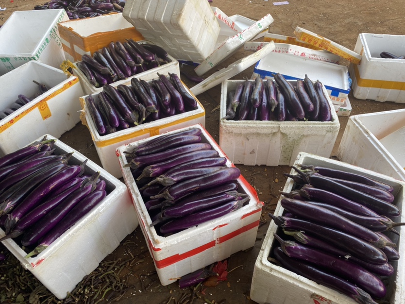 工人正在田间采收702长茄,手持剪刀剪下成熟果实,旁边堆放着刚采摘的紫黑发亮的长茄,背景为临时搭建的分拣棚,工作人员正在进行分级筛选,按长度和重量分类装入塑料筐或网袋,准备运往批发市场或冷链车 702长茄采收与分级包装现场