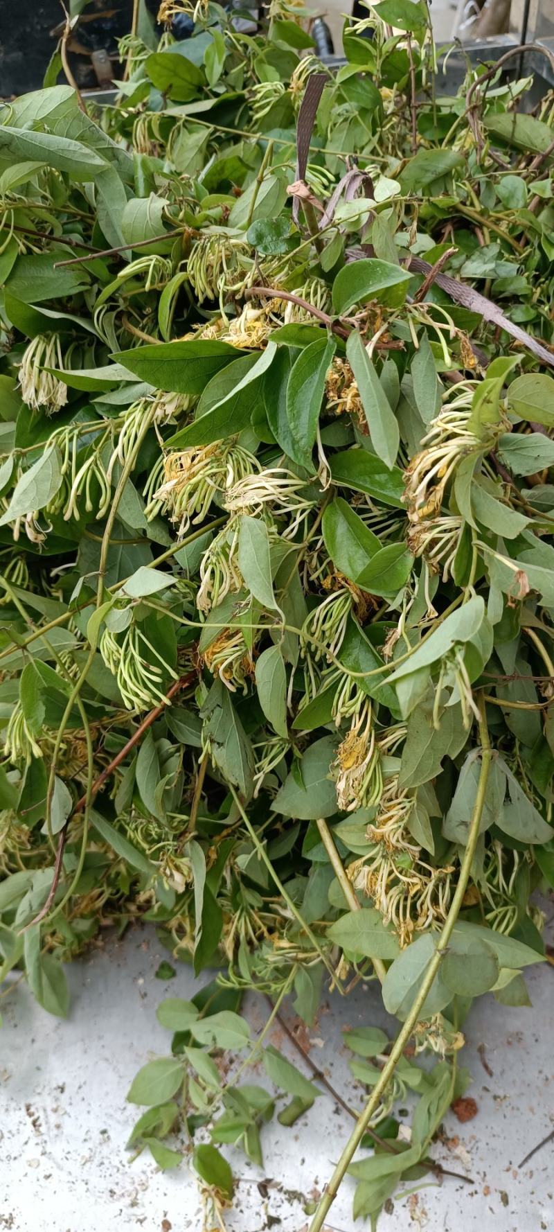野生金银花，味香浓郁，无硫足干
