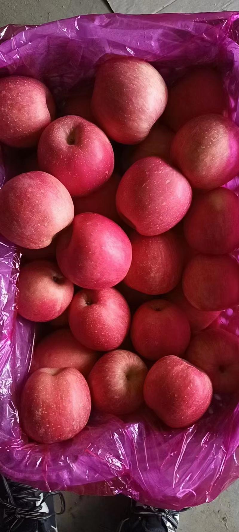 山东红富士苹果，精品红富士苹果，产地一手货源，批发苹果