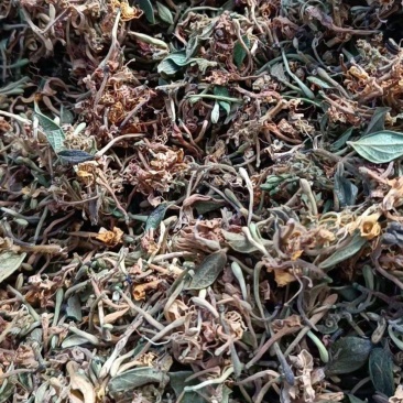 野生金银花，味香浓郁，无硫足干