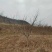 石榴苗石榴树规格齐全量大从优全国包邮独干丛生石榴树