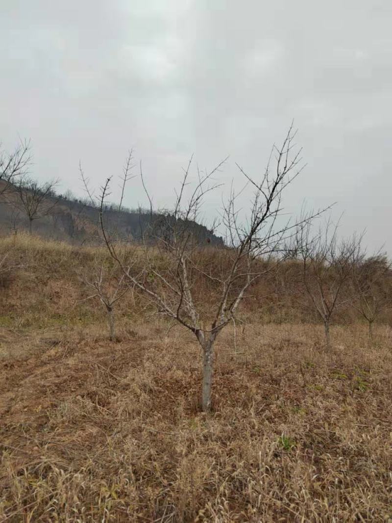 石榴苗石榴树规格齐全量大从优全国包邮独干丛生石榴树