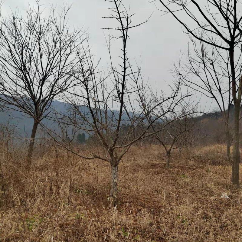 石榴苗石榴树规格齐全量大从优全国包邮独干丛生石榴树