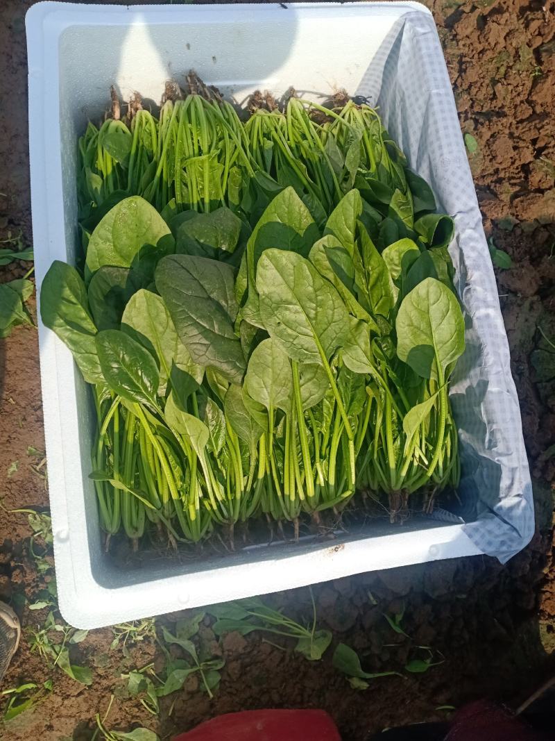 河北邯郸永年蔬菜基地大量有货