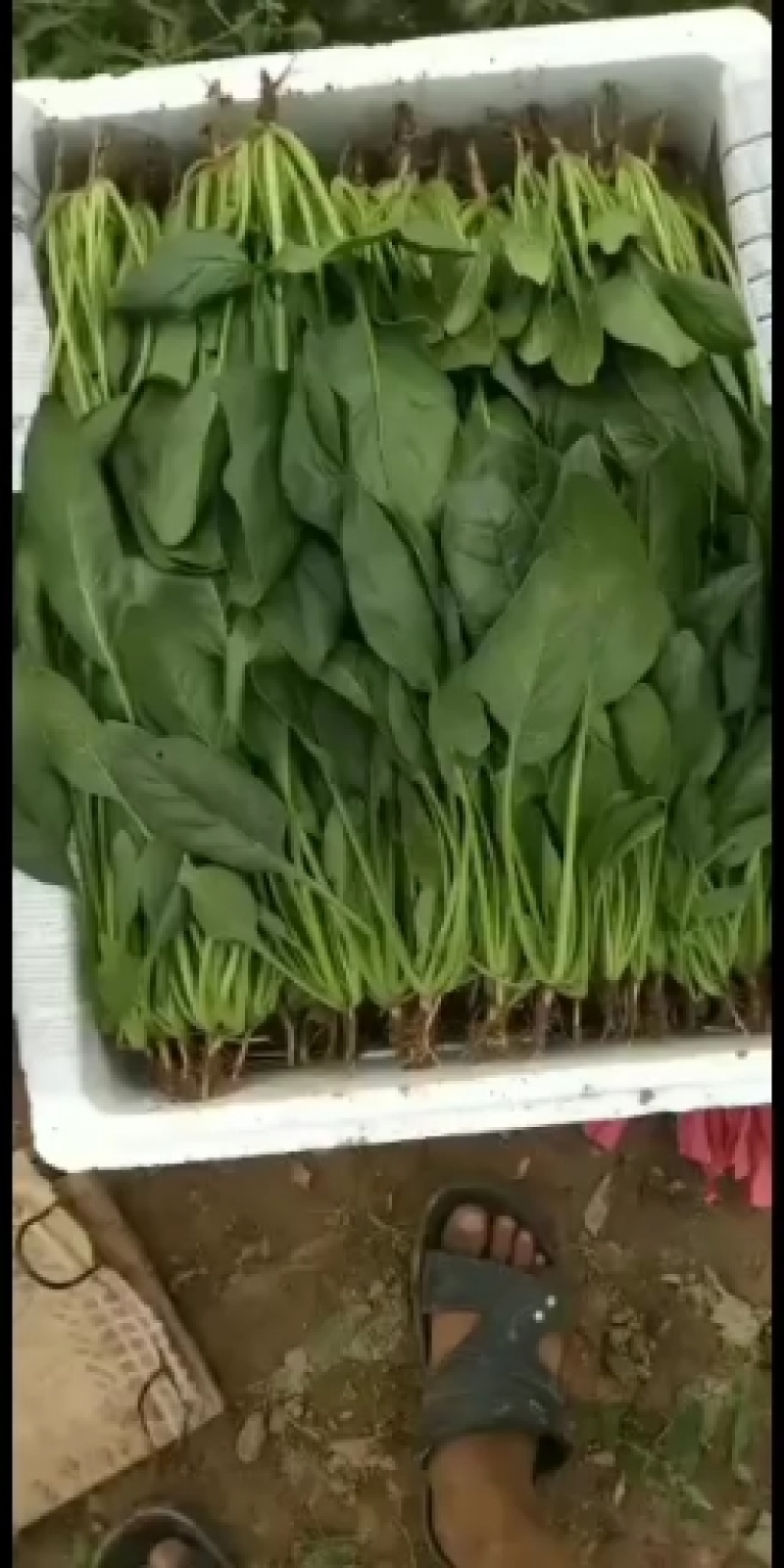 河北邯郸永年蔬菜基地大量有货