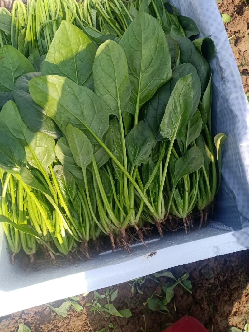 河北邯郸永年蔬菜基地大量有货