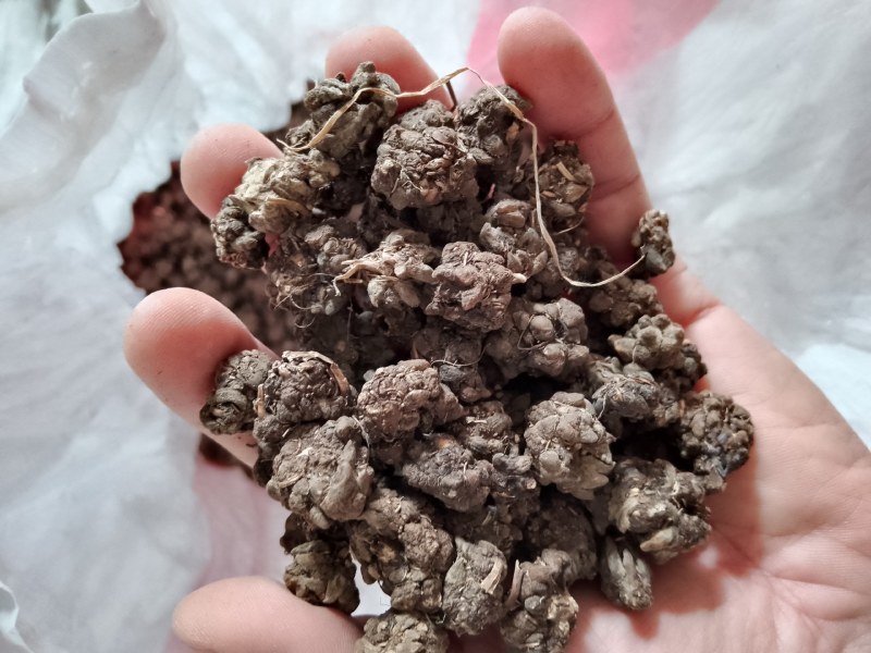 批发家种猫爪草中粒货，一手货源，诚信经营，感谢您的信任。