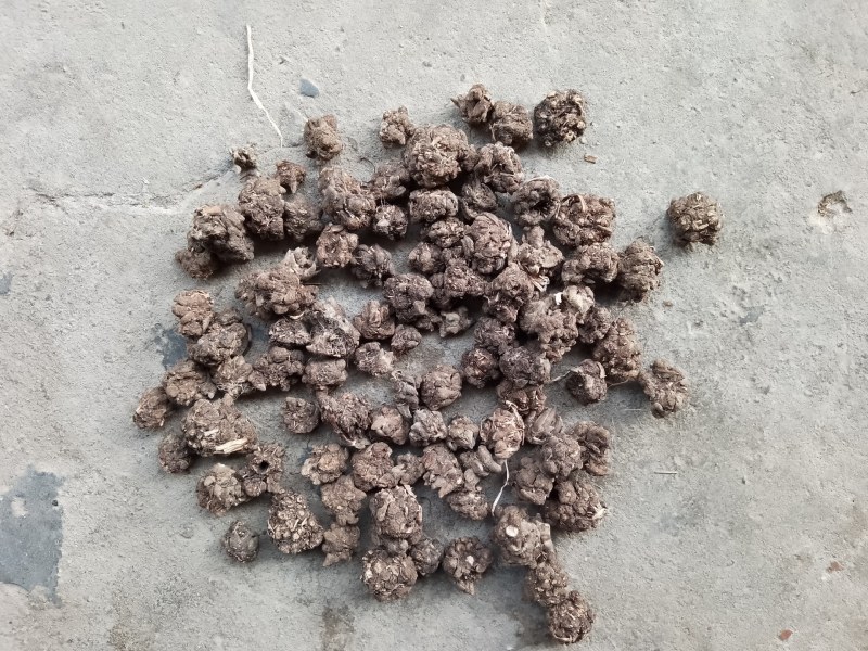 批发家种猫爪草中粒货，一手货源，诚信经营，感谢您的信任。