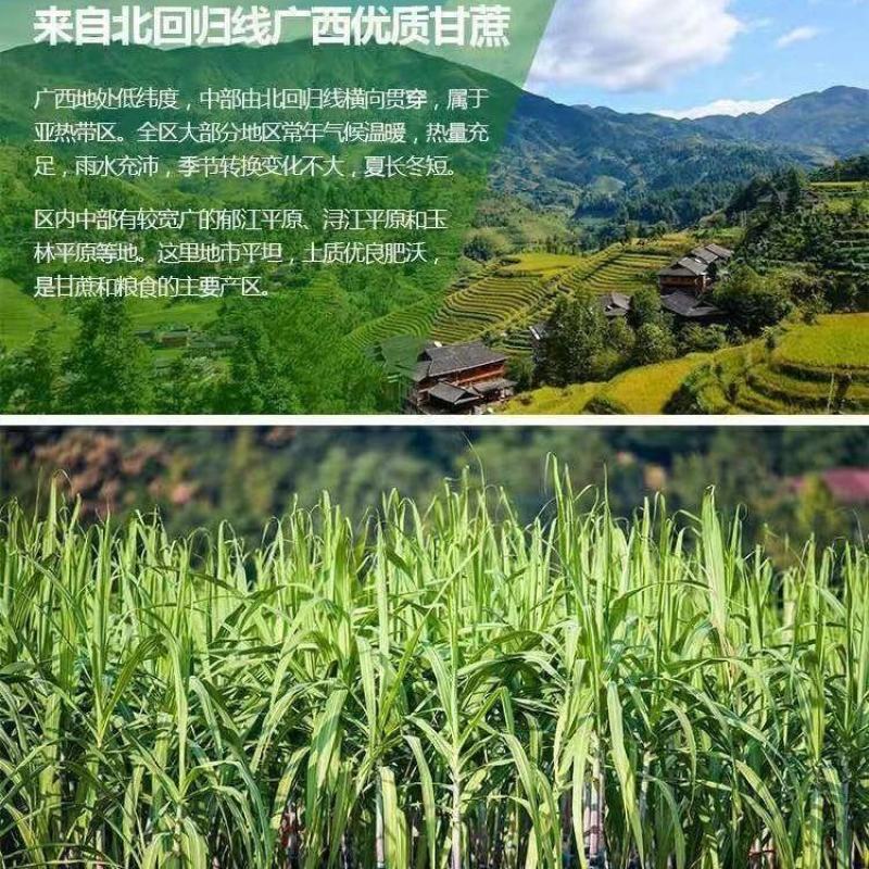 广西优质白糖一级白砂糖晶粒细软饱满价格优惠量大从优