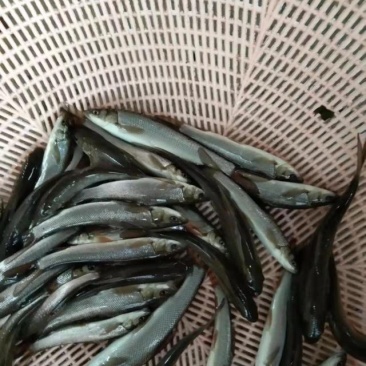 重庆市潼南淡水养殖场欢迎各位老板前来光临
