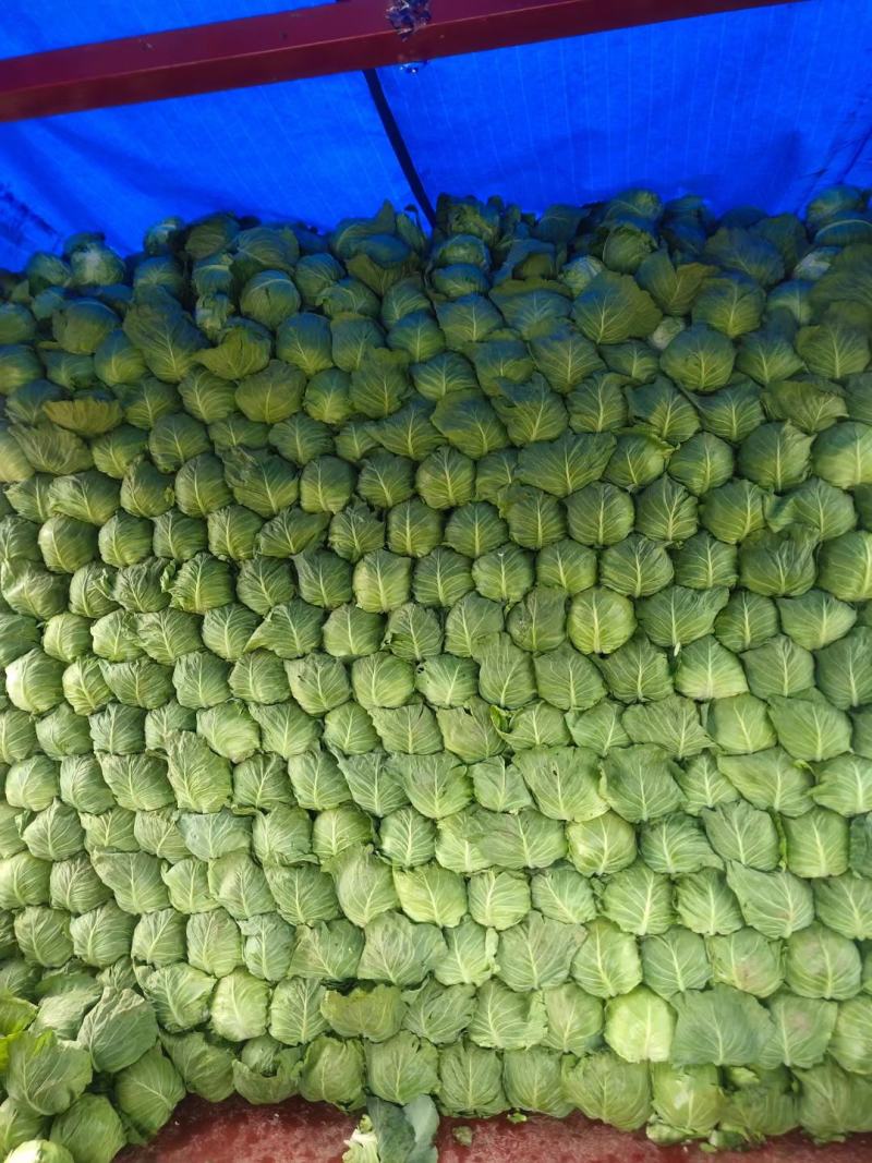 河北邯郸永年蔬菜基地