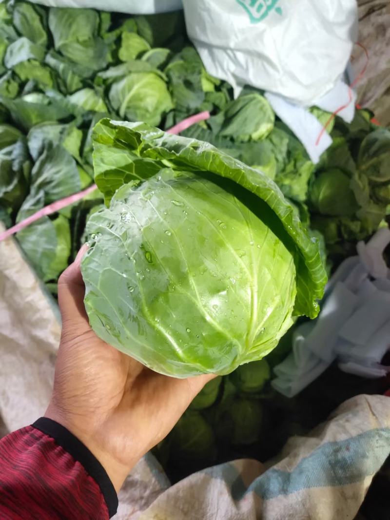 河北邯郸永年蔬菜基地