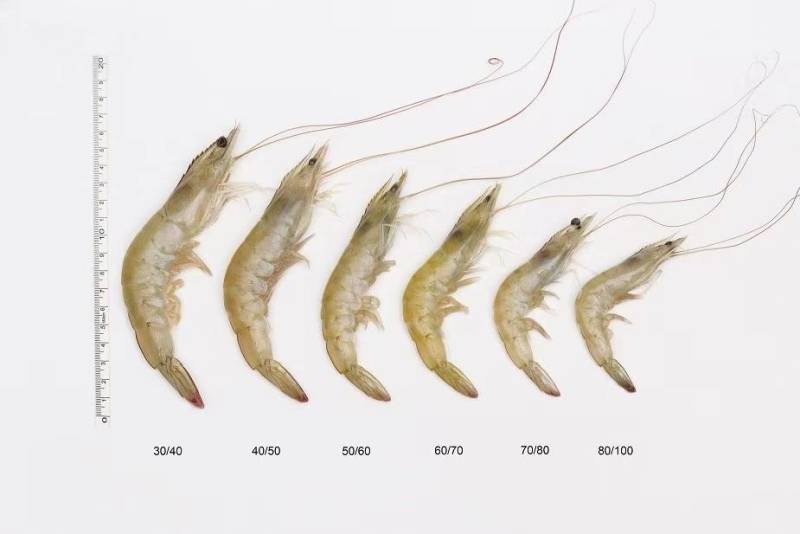 盐冻虾冷虾一箱6盒净重20.4斤货源充足，常年供应