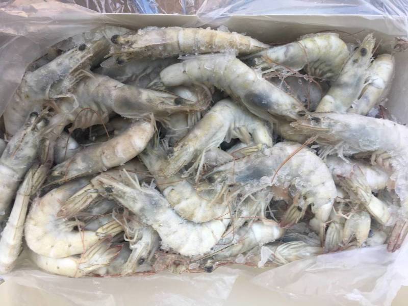 盐冻虾冷虾一箱6盒净重20.4斤货源充足，常年供应