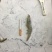 盐冻虾冷虾一箱6盒净重20.4斤货源充足，常年供应