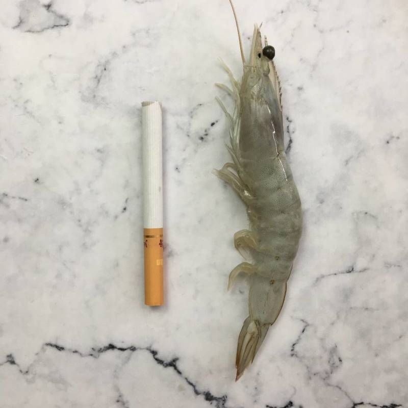 盐冻虾冷虾一箱6盒净重20.4斤货源充足，常年供应