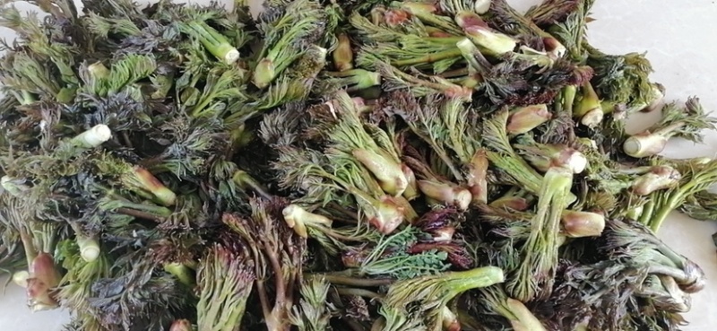 纯也生刺嫩芽大量有货