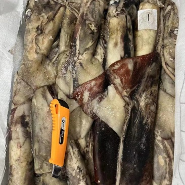 鱿鱼冷冻鱿鱼常年供应，货源充足，质量保障