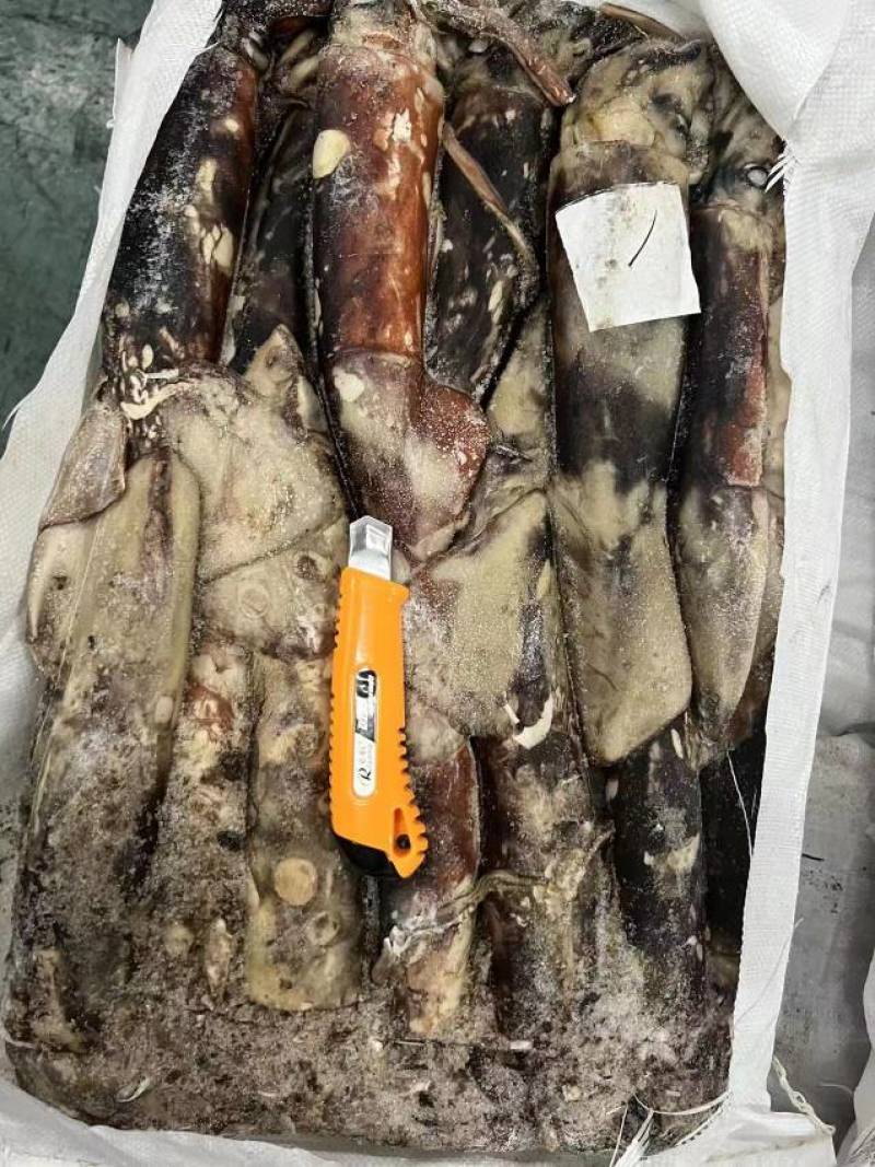 鱿鱼冷冻鱿鱼常年供应，货源充足，质量保障