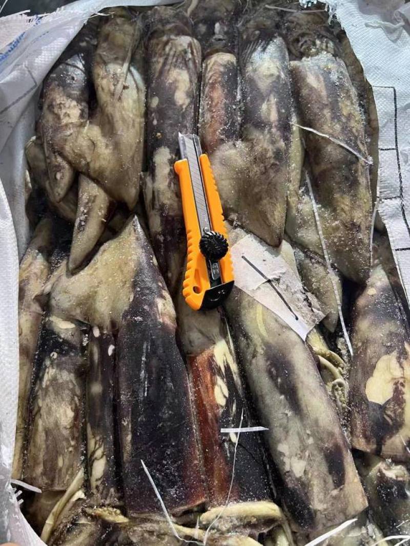 鱿鱼冷冻鱿鱼常年供应，货源充足，质量保障