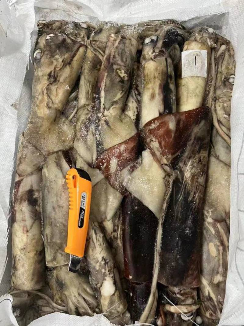 鱿鱼冷冻鱿鱼常年供应，货源充足，质量保障