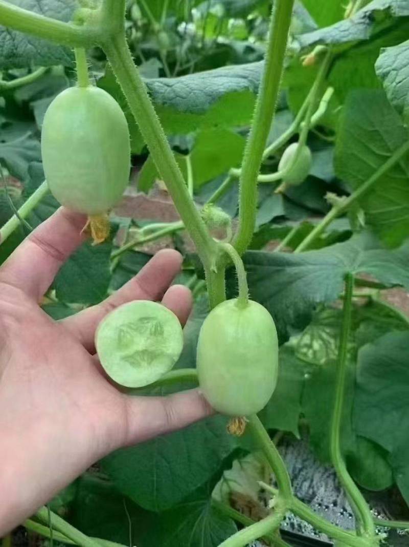 玉女黄瓜产地大量供应