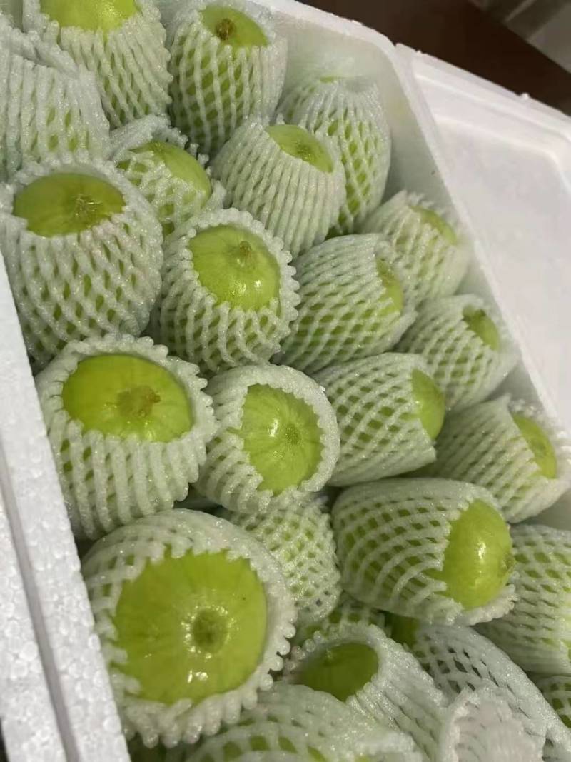 玉女黄瓜产地大量供应