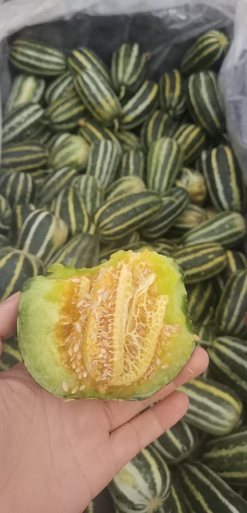 博洋91甜瓜产地大量供应