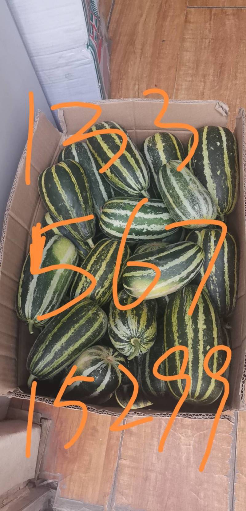 博洋91甜瓜产地大量供应