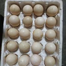 黑羽番鸭种蛋散养纯种大体种蛋受精率100%