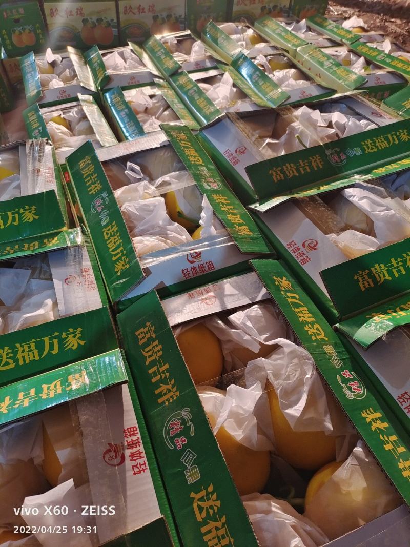 山东甜瓜精品久红瑞甜瓜，大量上市，货源充足，质量保证