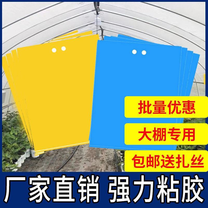 黄板双面粘虫板黄色蓝一体诱虫板大棚专用农用蓟马小黑飞虫果