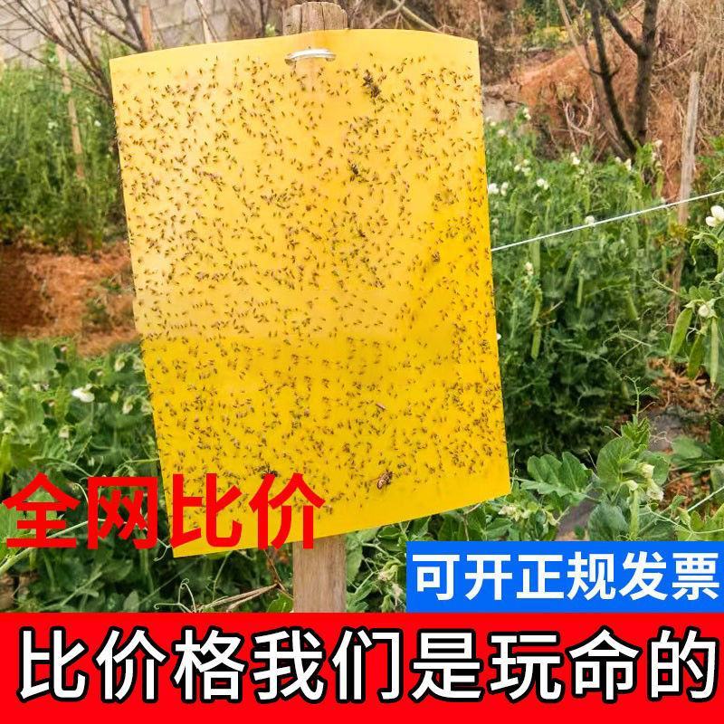 黄板双面粘虫板黄色蓝一体诱虫板大棚专用农用蓟马小黑飞虫果