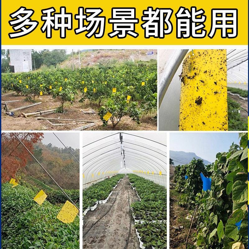 黄板双面粘虫板黄色蓝一体诱虫板大棚专用农用蓟马小黑飞虫果