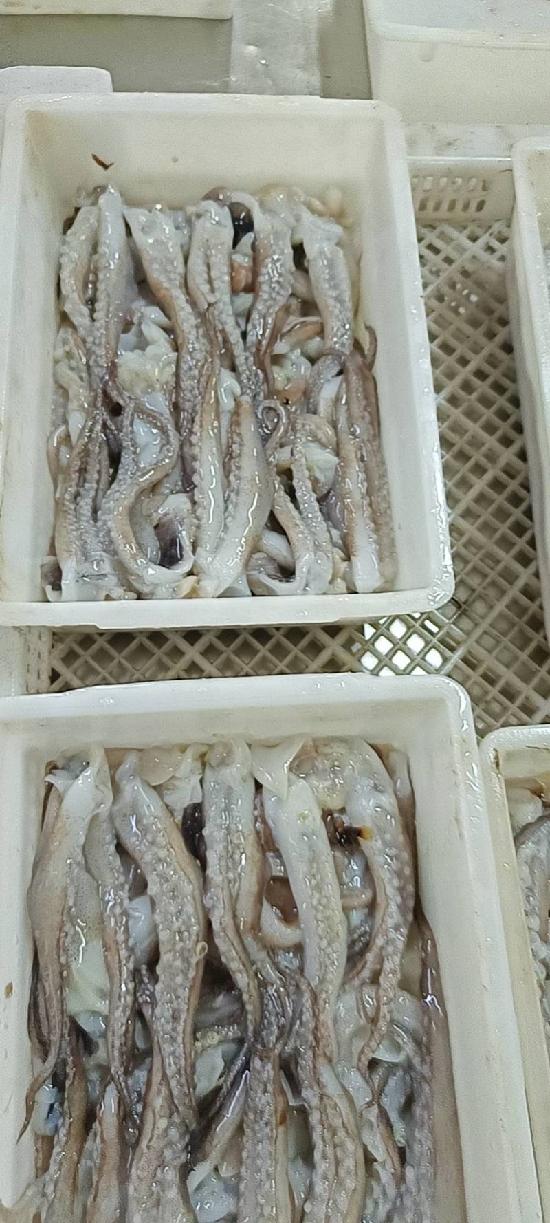 阿鱿鱿鱼须二本足源头发货全国发售，冷链直达