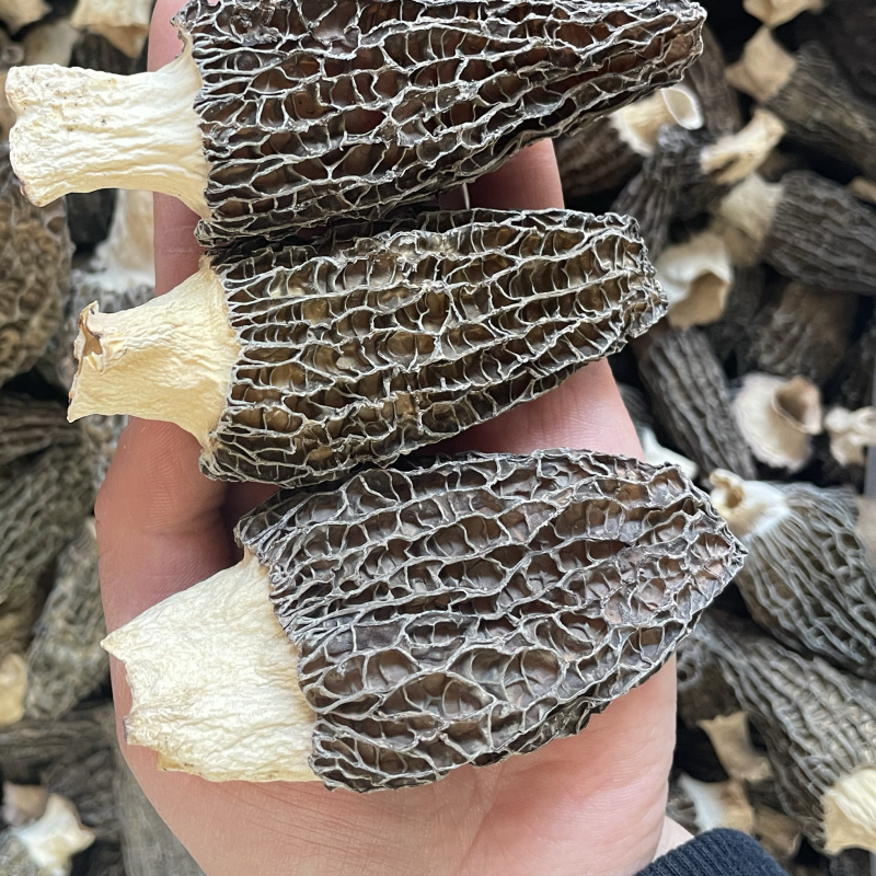 羊肚菌云南羊肚菌干货大量批发