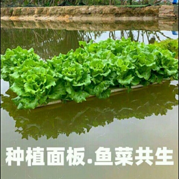 水上种植漂浮板无土栽培设备厂家销鱼塘水面新型种菜定植浮