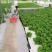水上种植漂浮板无土栽培设备厂家销鱼塘水面新型种菜定植浮