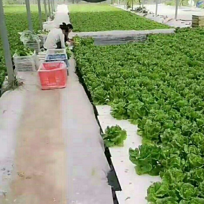 水上种植漂浮板无土栽培设备厂家销鱼塘水面新型种菜定植浮