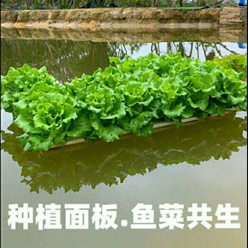 水上种植漂浮板无土栽培设备厂家销鱼塘水面新型种菜定植浮