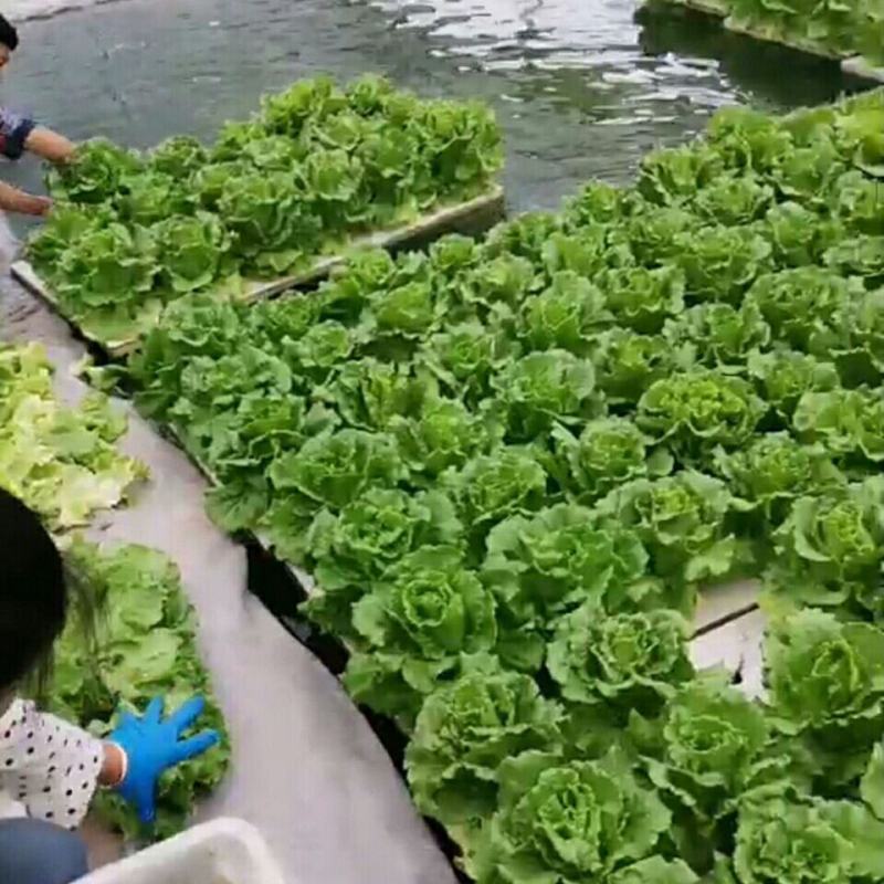 水上种植漂浮板无土栽培设备厂家销鱼塘水面新型种菜定植浮