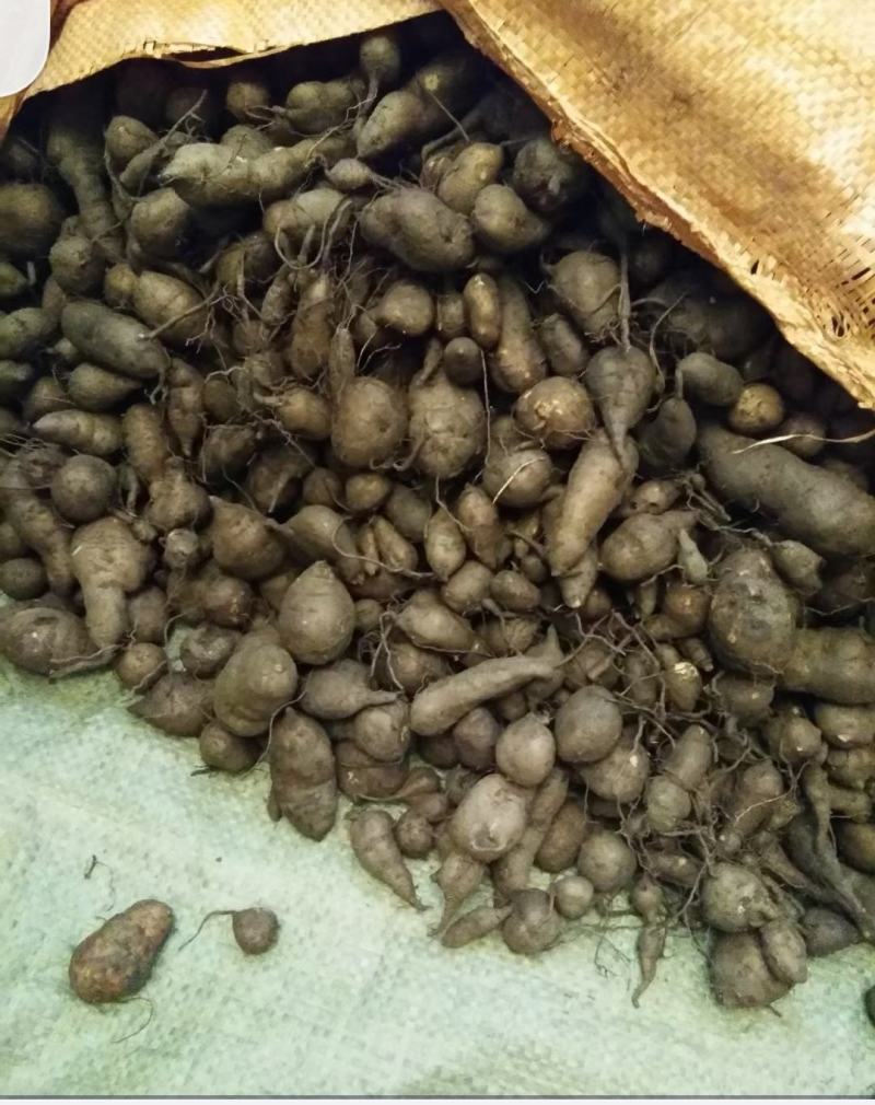 三叶青核桃以上的现挖现卖保证果的新鲜。
