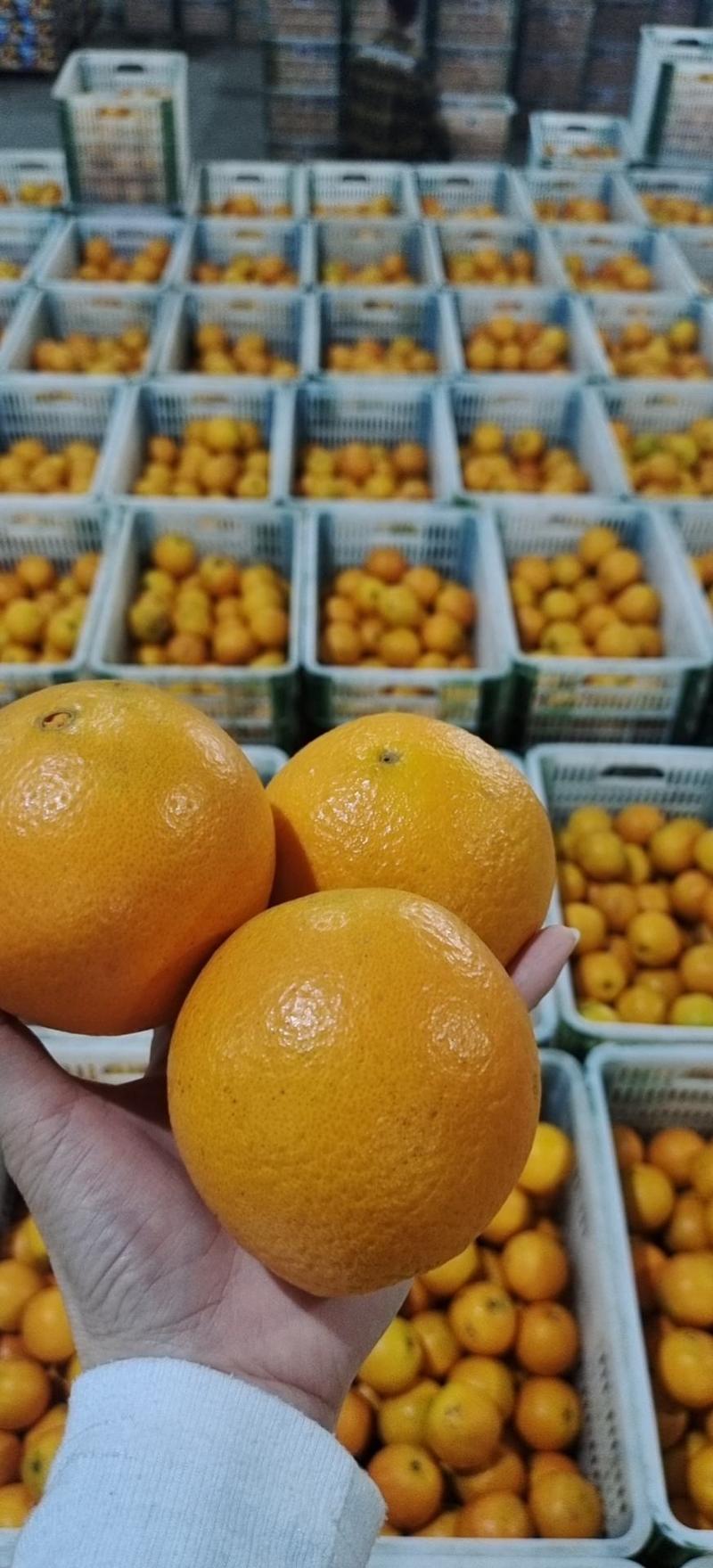 夏橙精品夏橙产地看货采购，保质保量，欢迎咨询订购