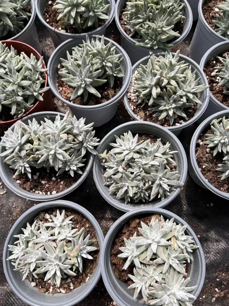 白菊仙女杯多肉植物阳台植物盆栽植物直播批发供货