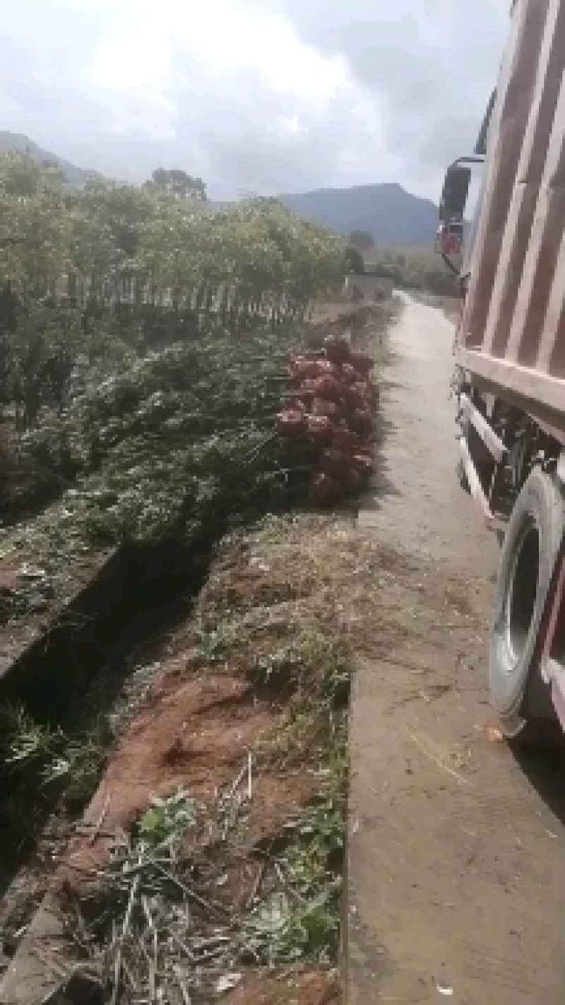罗汉松4公分自家苗圃产地批发罗汉松大量有货