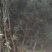 罗汉松4公分自家苗圃产地批发罗汉松大量有货